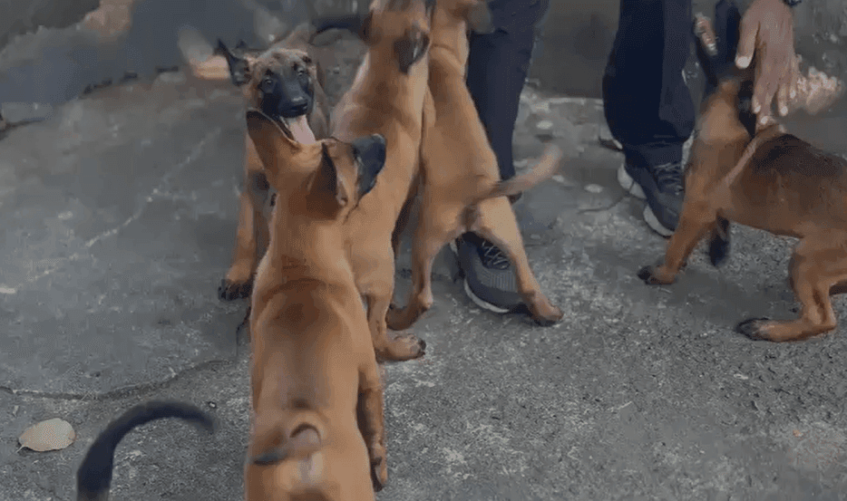 Kratos, Kiara e seus sete irmãos nasceram em janeiro