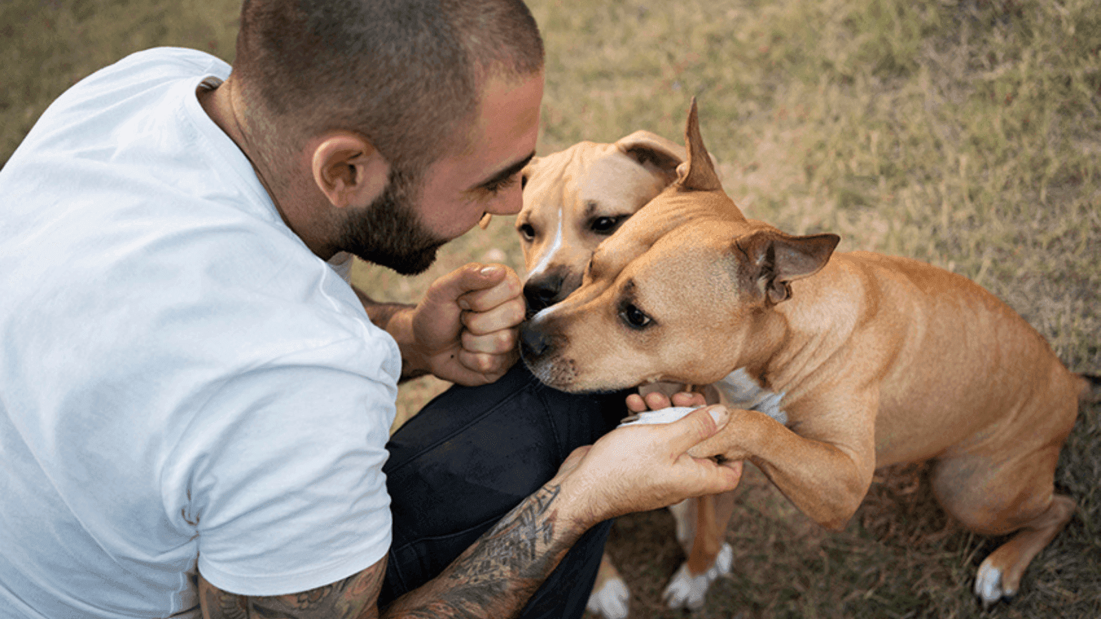 É mais uma edição da tradicional feira “Adote um Amigo”