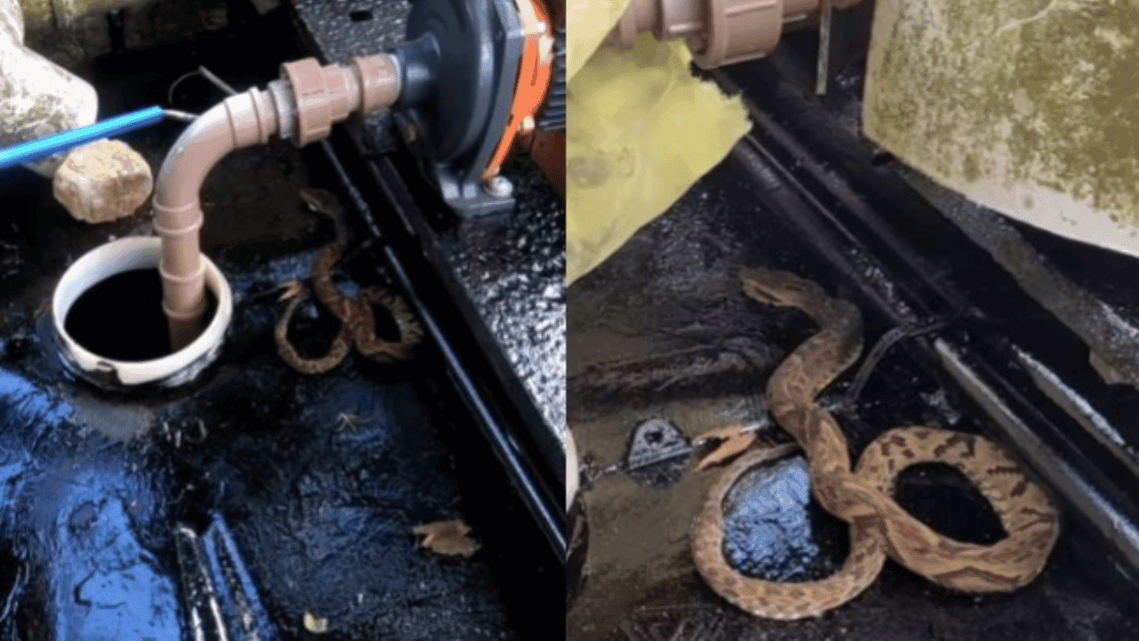 Cobra fica presa em tinta fresca e precisa ser resgatada em Santa Catarina