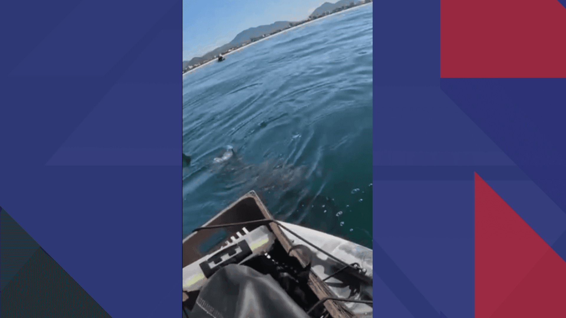 Três tubarões foram avistados por um grupo de pescadores na Praia da Vila