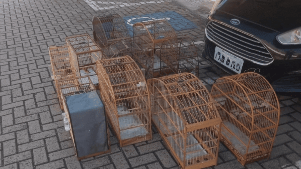 Os animais foram encaminhados à Associação Mata Ciliar em Jundiaí (SP)