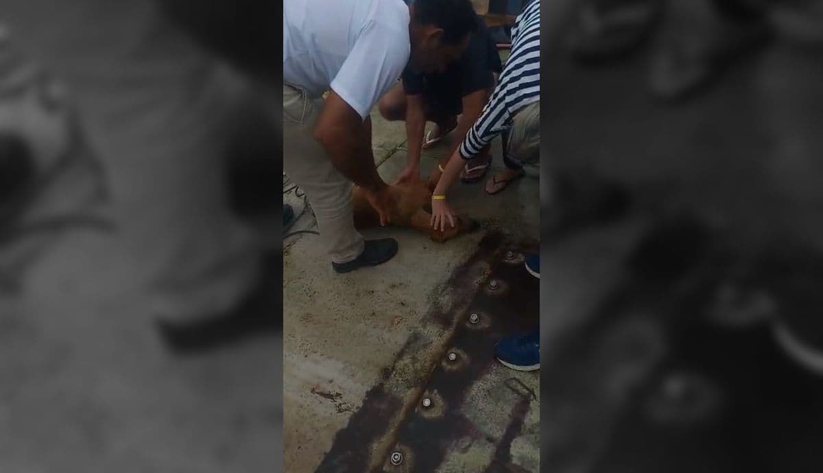 Cachorro em alto mar é resgatado por tripulação, na travessia de balsas