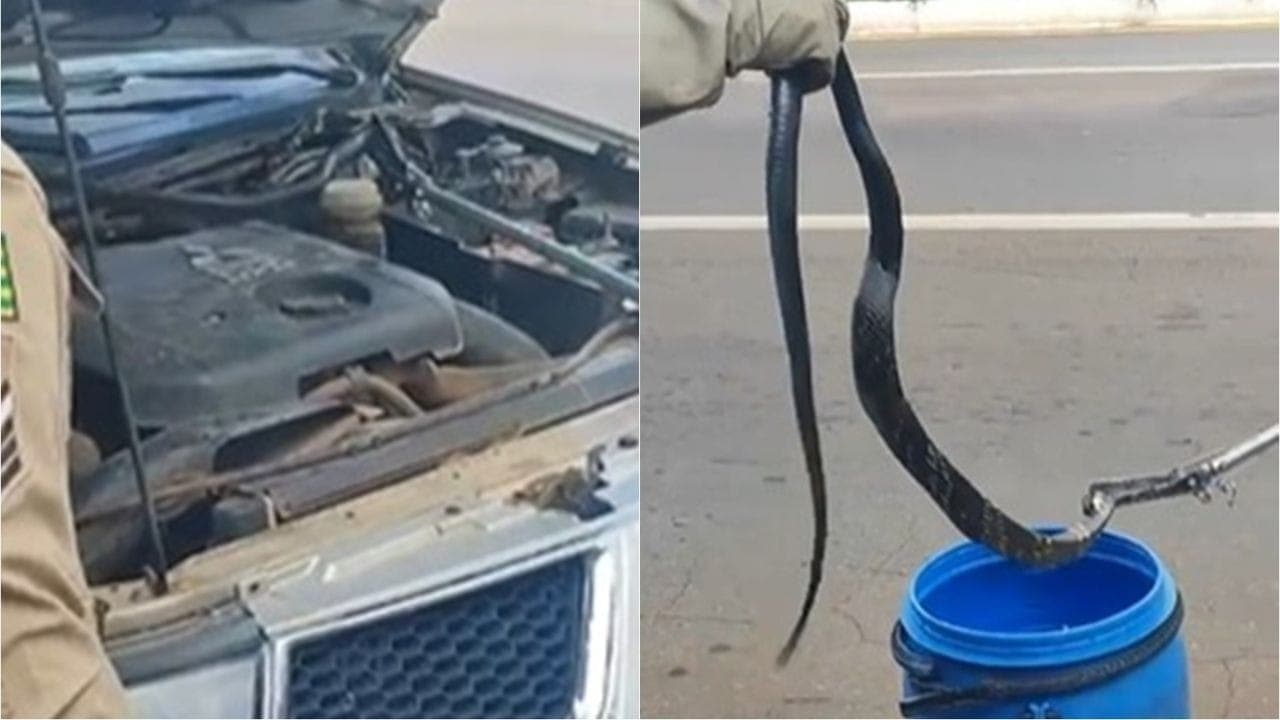 Cobra viaja em motor de carro e é encontrada depois de 70 quilômetros