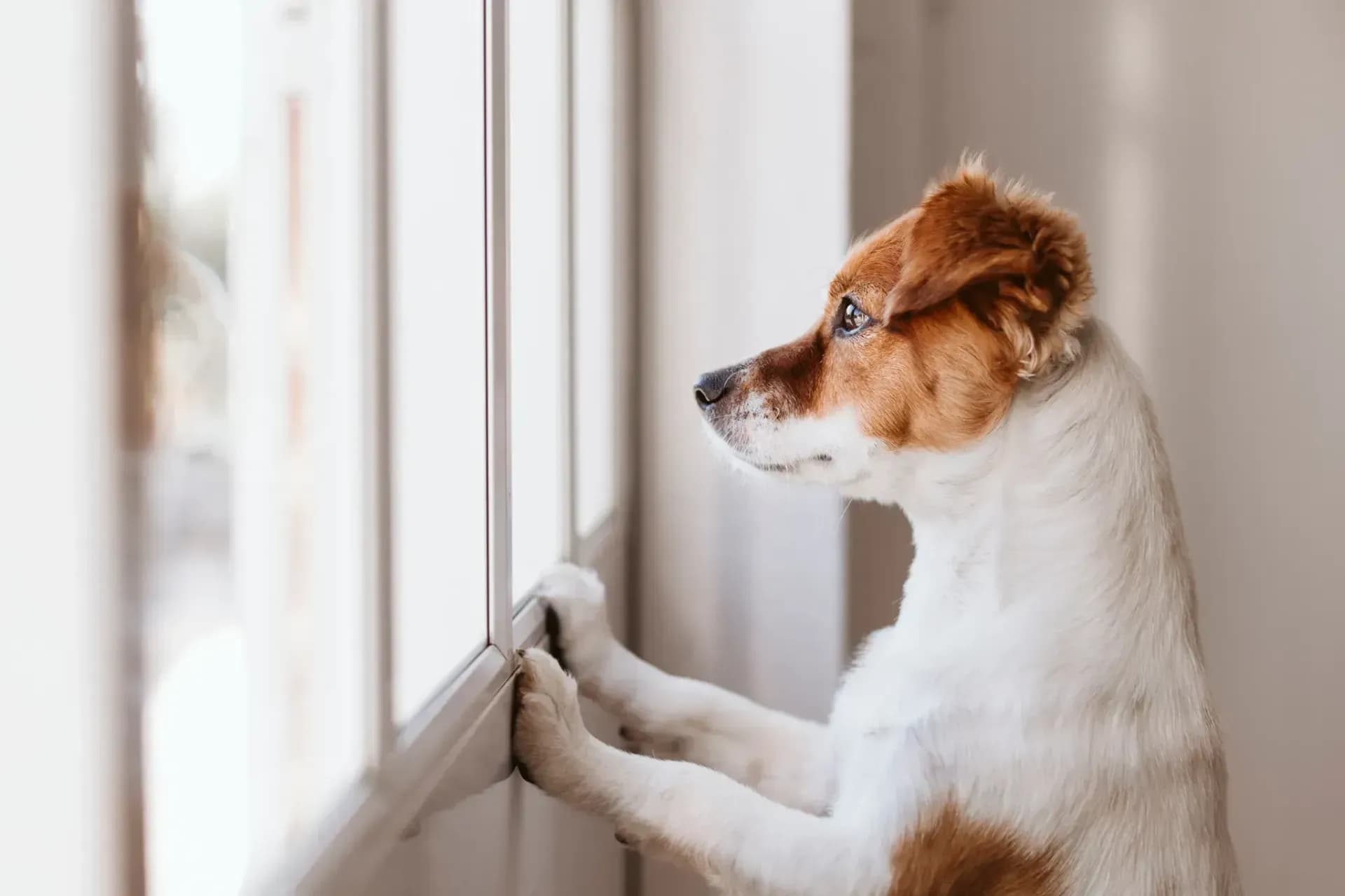 Seu Pet Fica Sozinho em Casa? Como Evitar Ansiedade e Solidão!