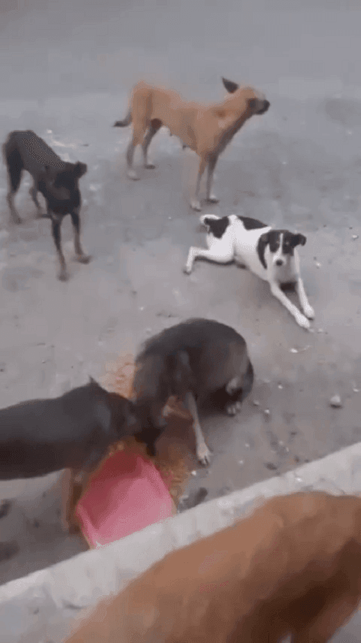 Vídeo postado nas redes sociais faz apelo para adoção dos cães abandonados