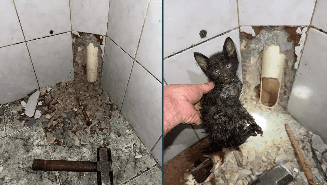 O animal saiu sem sinal de ferimento ou qualquer lesão