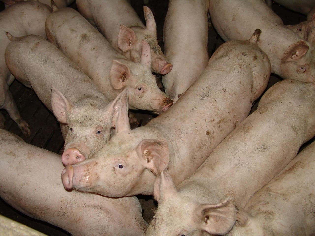Suínos: Brasil exportou 18% mais carne em 2025