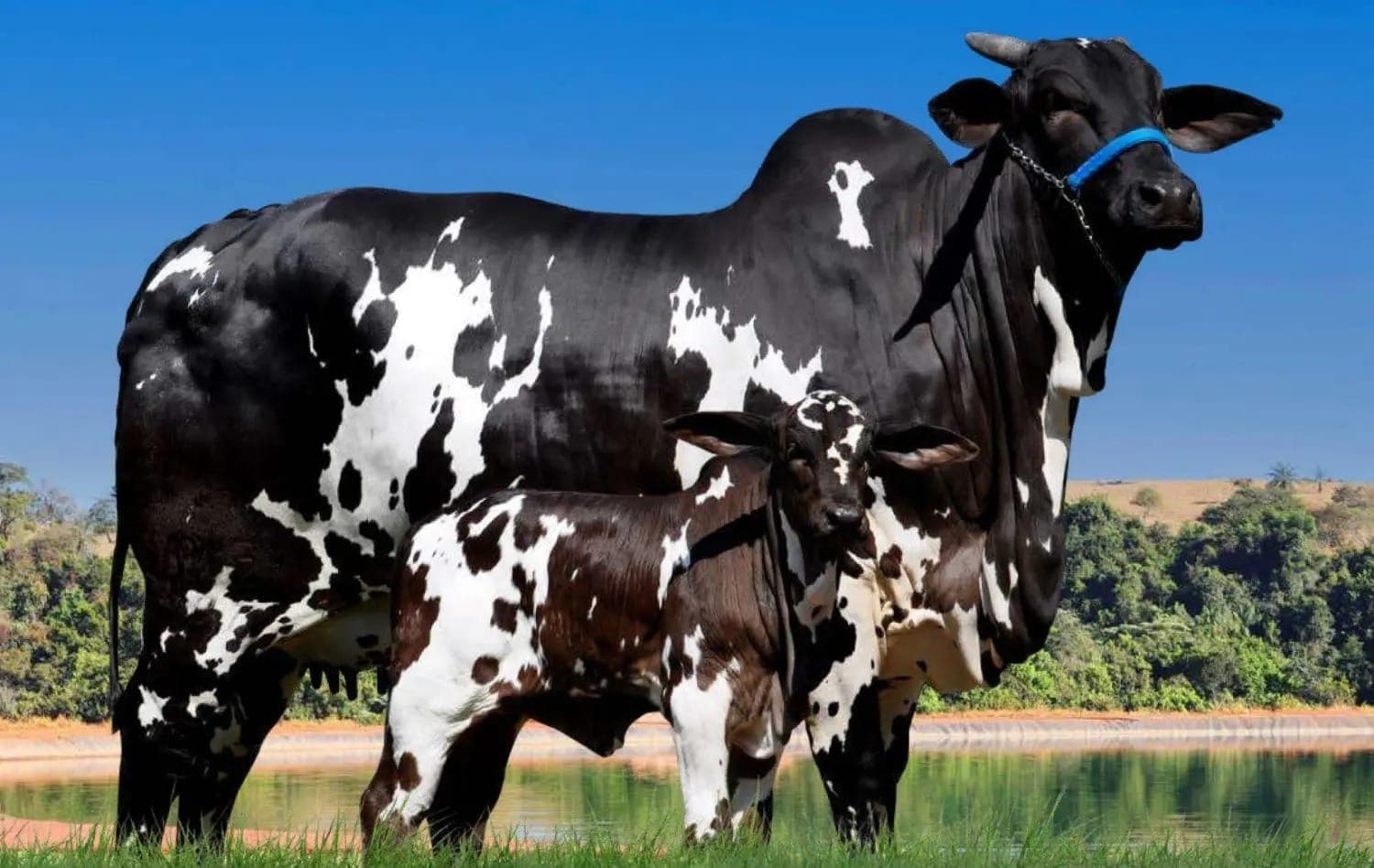 Vaca da raça Nelore Pintada custa R$ 15,2 milhões