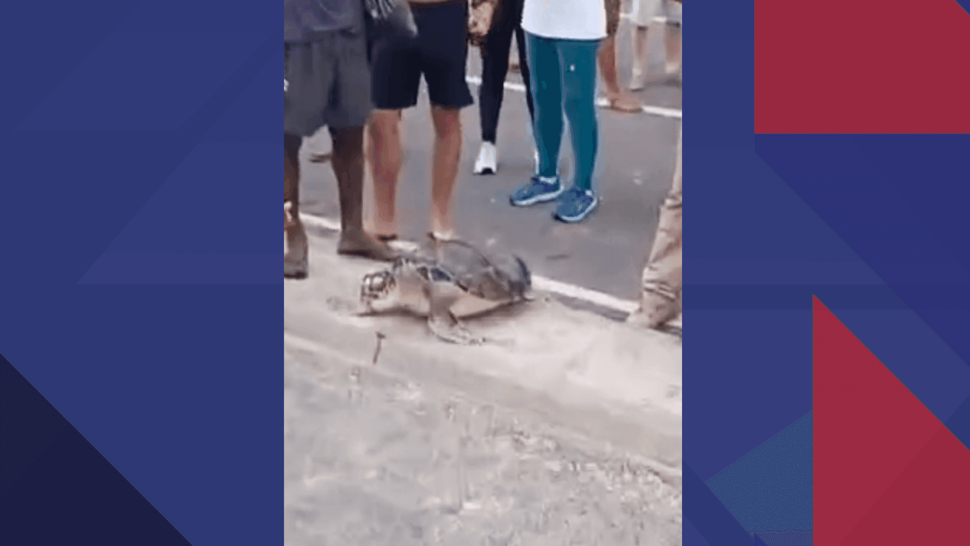 Não há informações sobre quem pode ter levado o animal para a rua