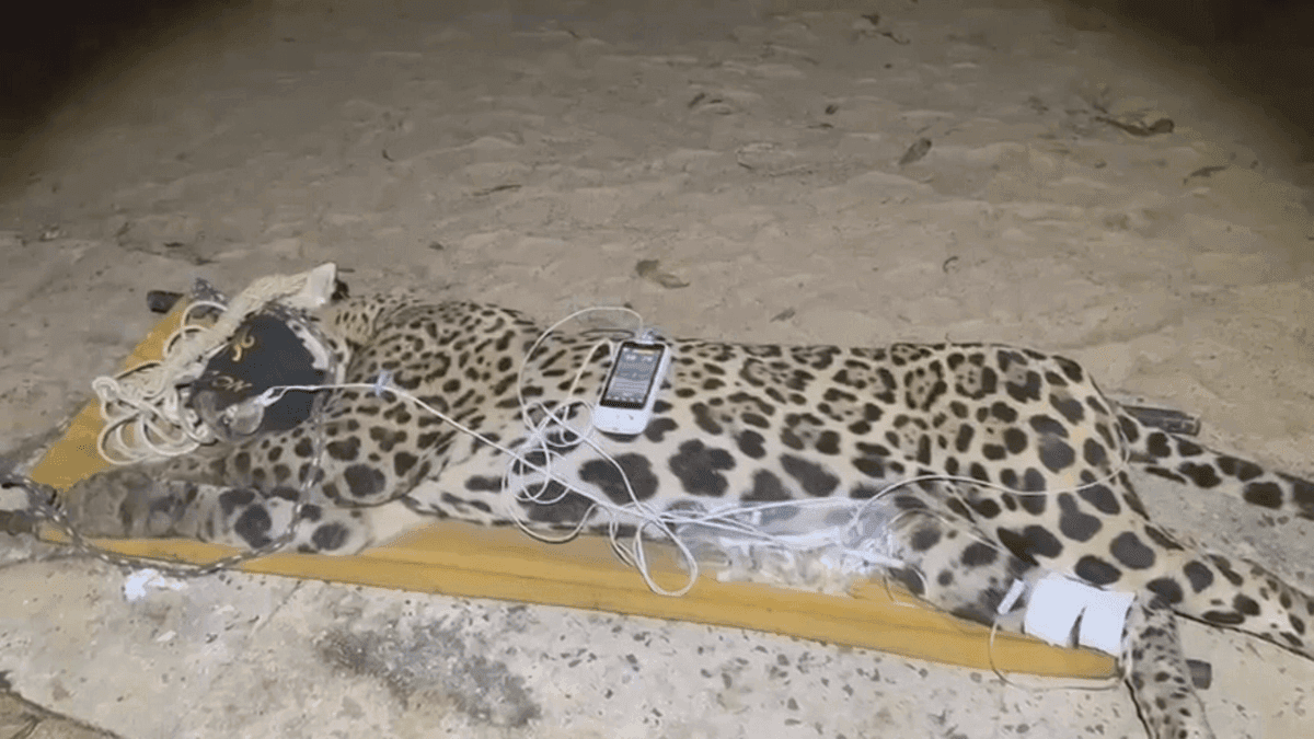 Onça-pintada que teria matado caseiro é capturada no Pantanal