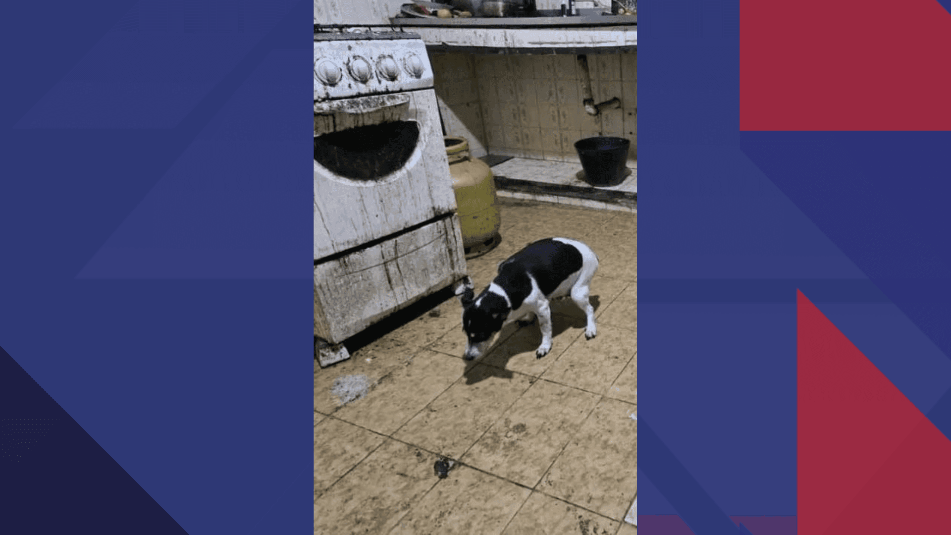a Polícia Civil encontrou o corpo de cachorros adultos e filhotes congelados em sacos pretos, além de anestésicos usados por cirurgiões dentistas