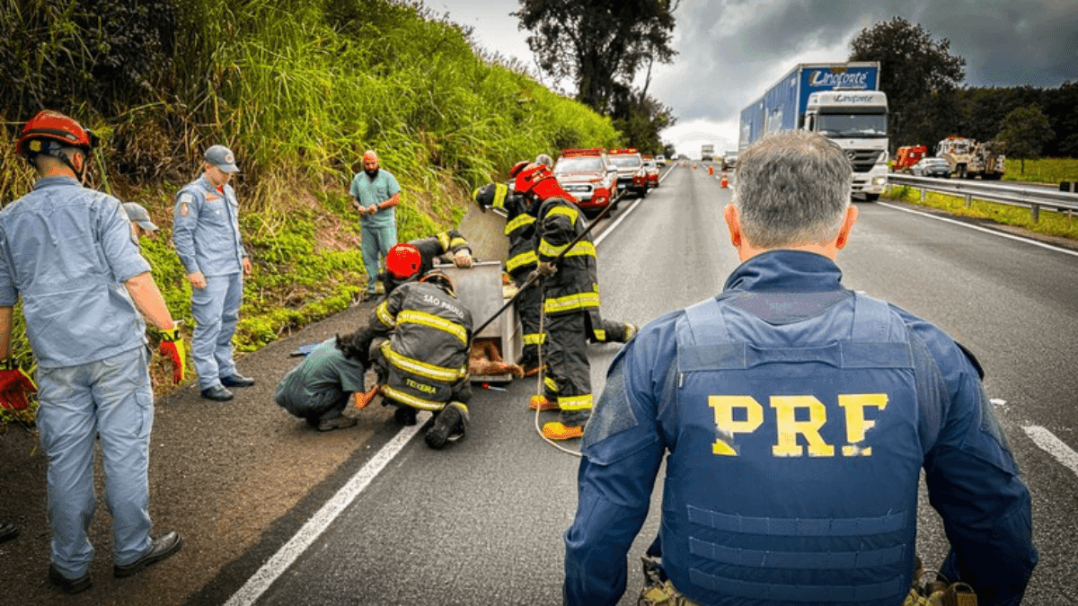 Onça-parda é resgatada após ser atropelada na BR-153, no interior de São Paulo