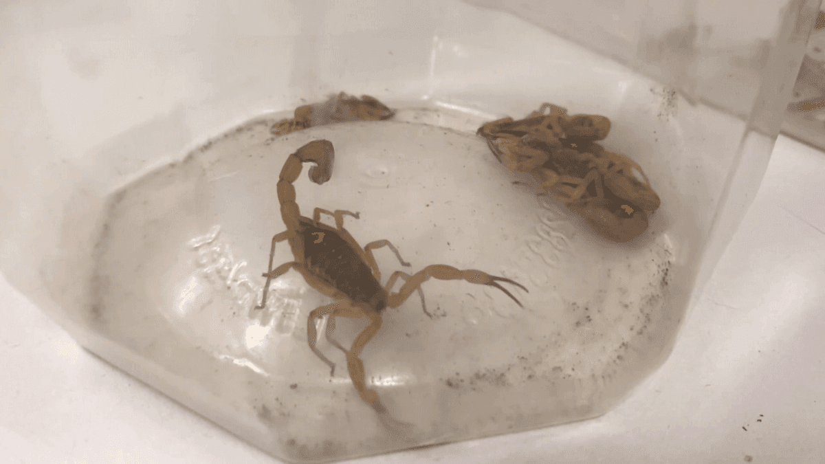 Rio Grande do Sul enfrenta infestação de escorpiões