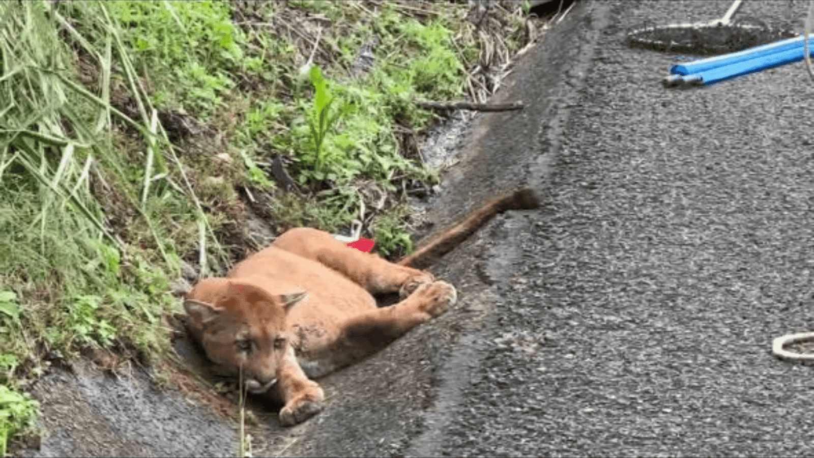 O animal foi encontrado ferido na canaleta da rodovia
