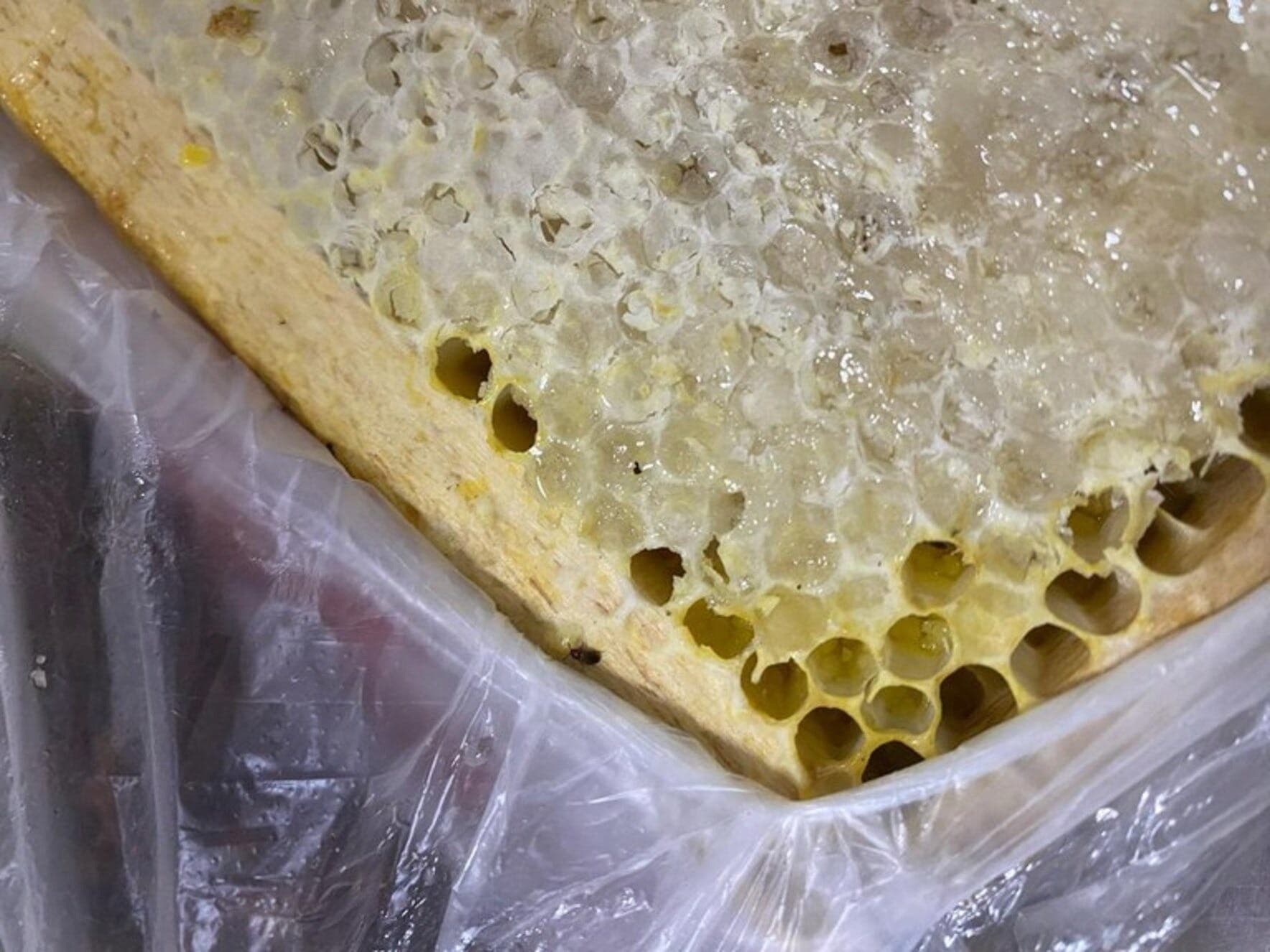 Besouro desconhecido estava escondido em favo de mel
