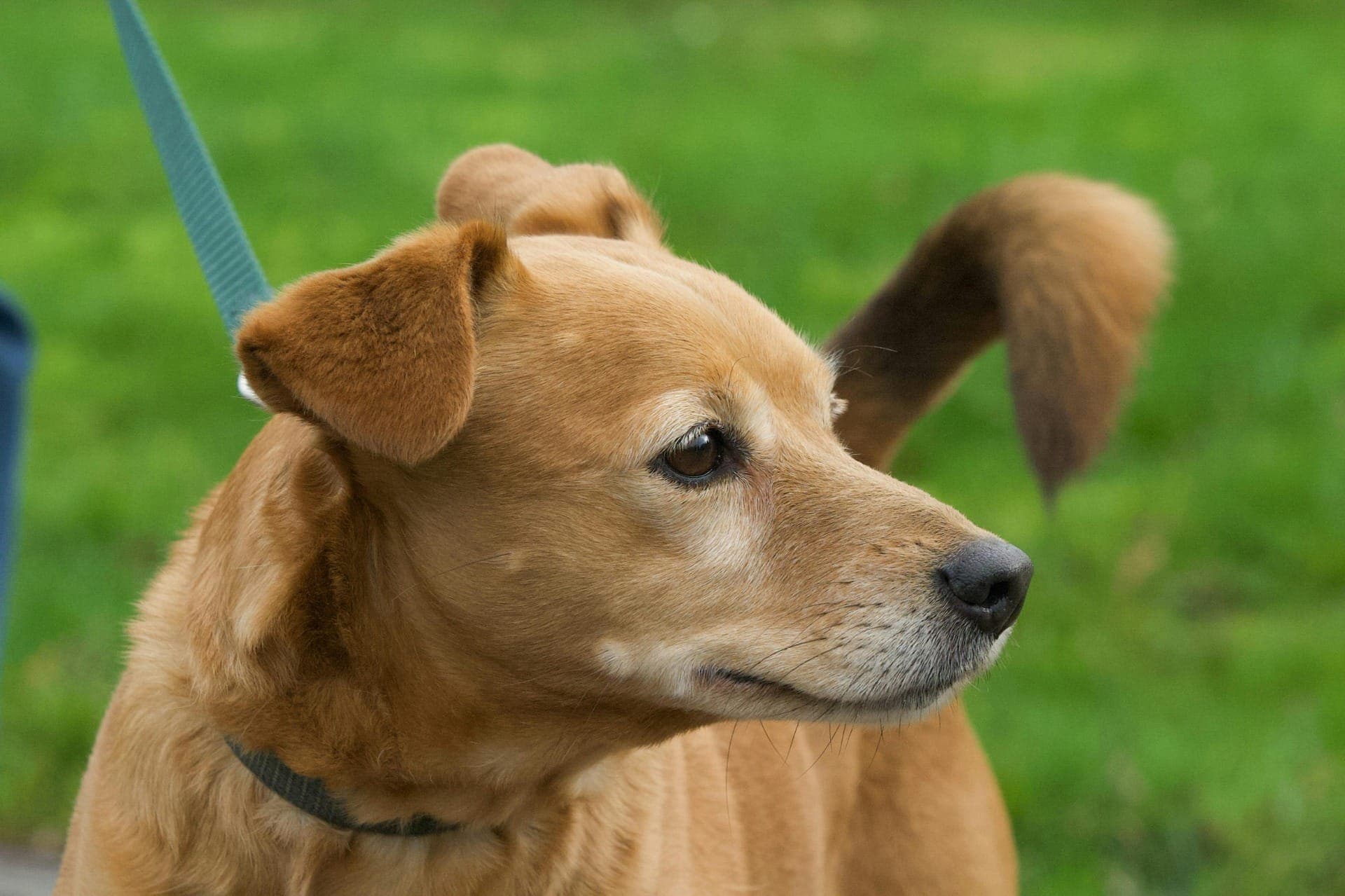 A dermatite atópica canina (DAC) afeta aproximadamente 10% a 15% da população canina