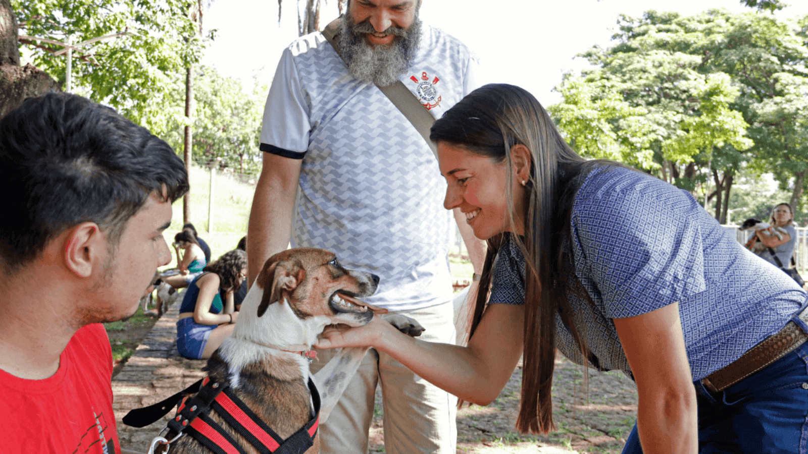 Número é referente aos pets vítimas de maus-tratos e atropelados