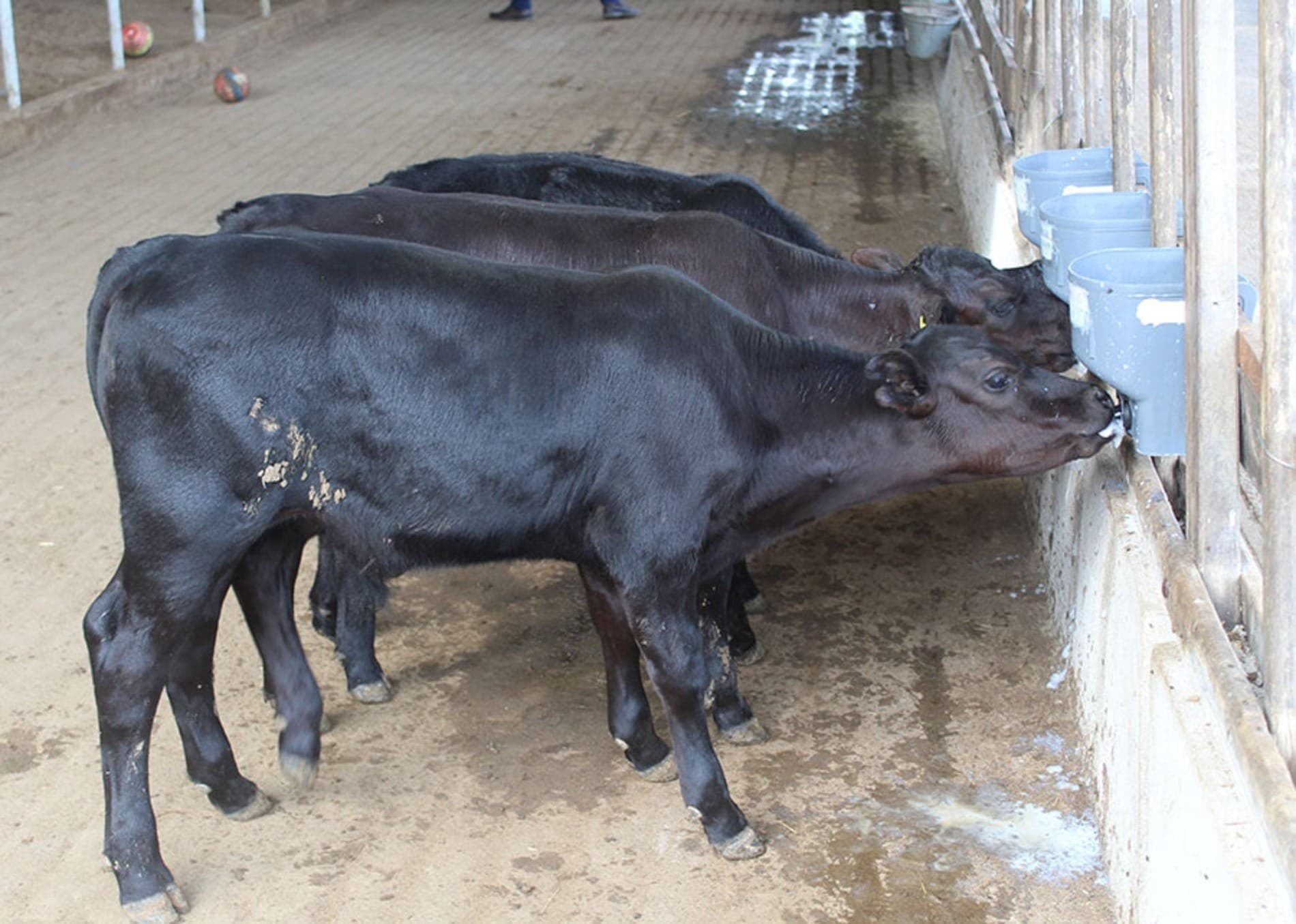 Bezerros geneticamente editados para terem pelo curto e liso