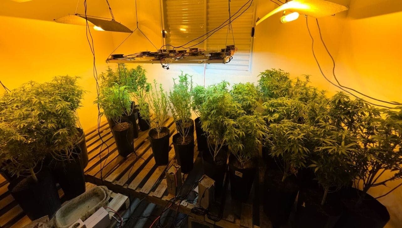 Itens apreendidos serviam para a produção da maconha especial