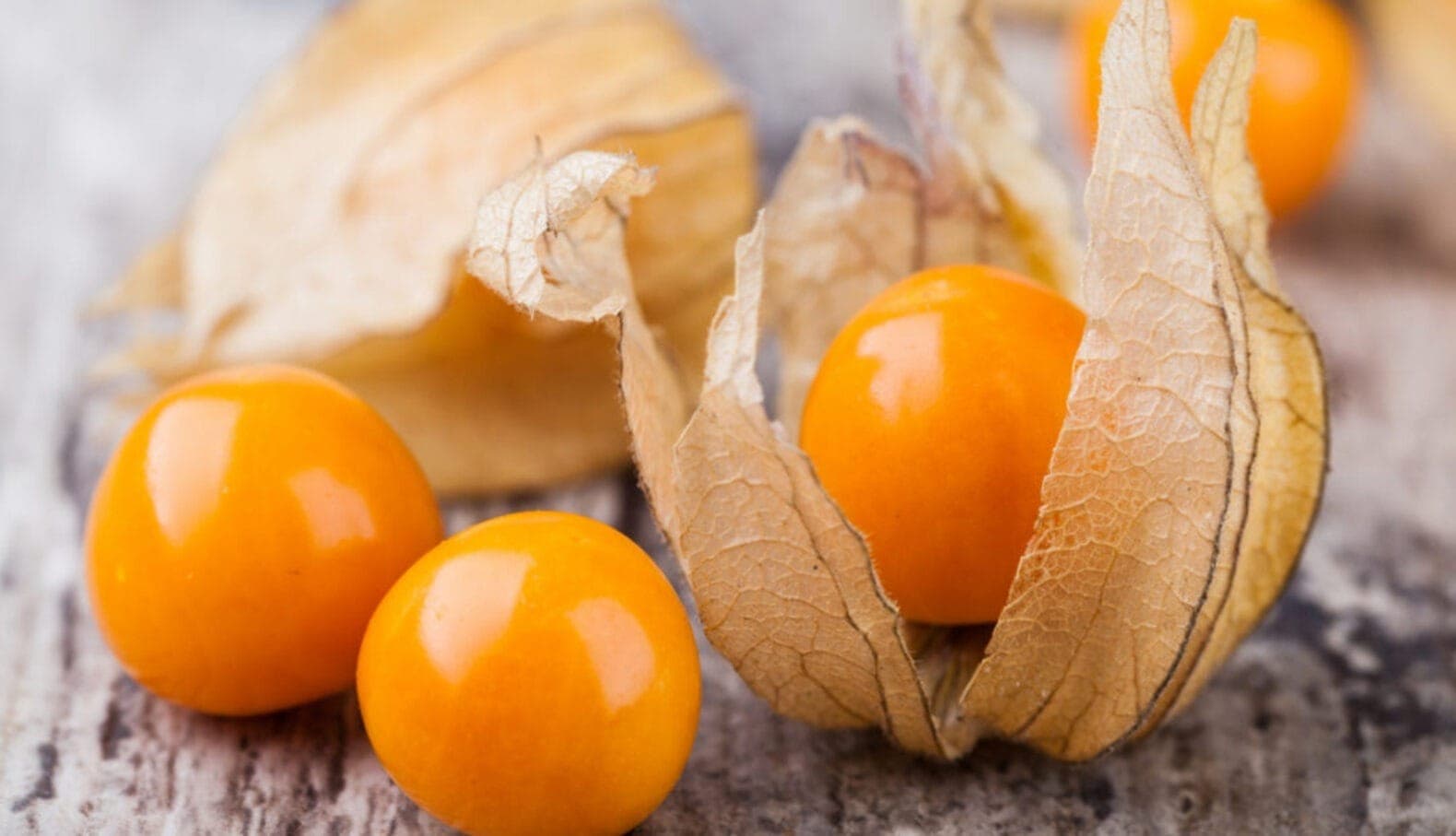 Physalis é boa opção para pequenos e médios produtores rurais cultivarem