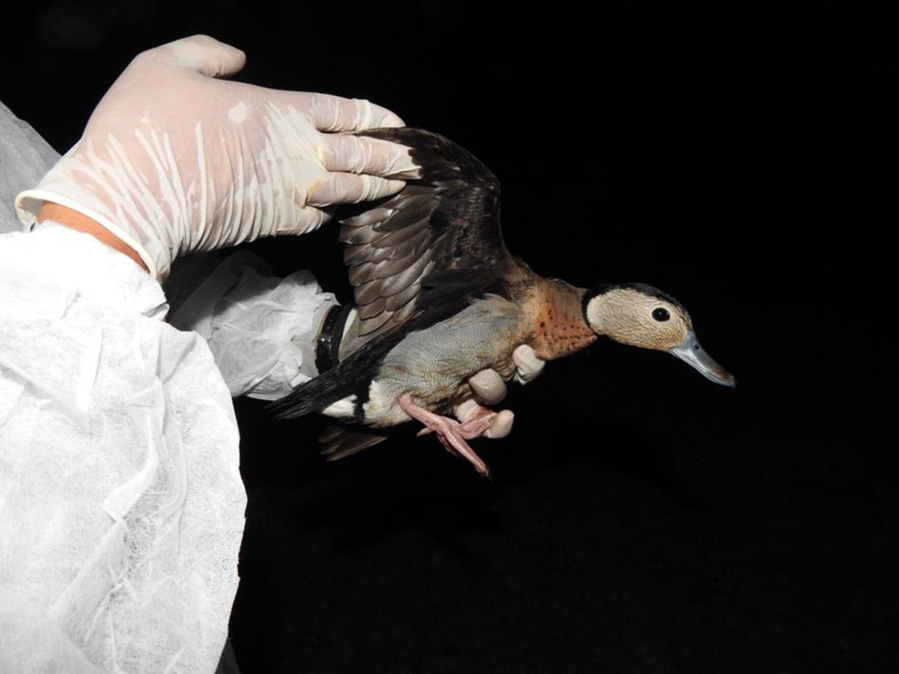 Exame de ave selvagem migratória com gripe aviária