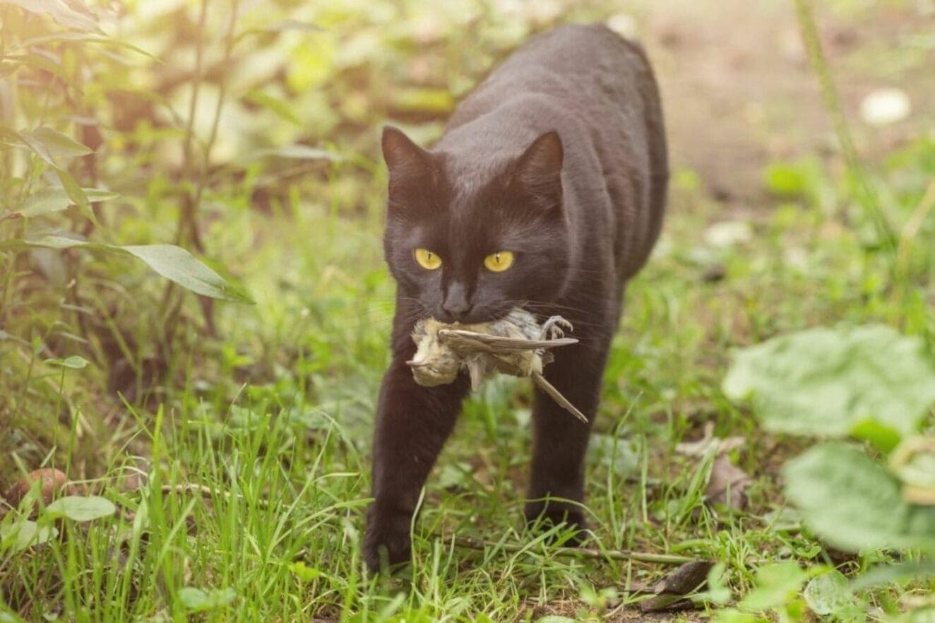 Gatos são caçadores de aves