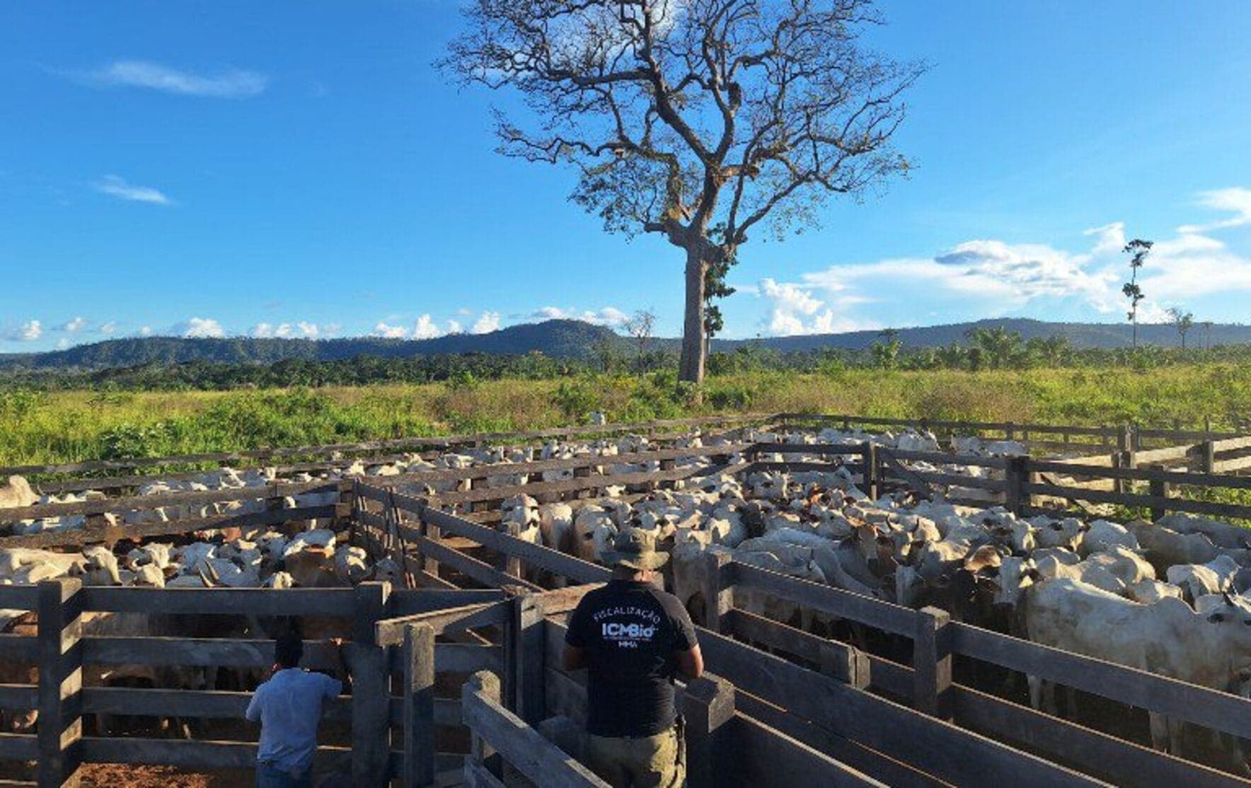 Rebanho bovino retirado de reserva no Pará