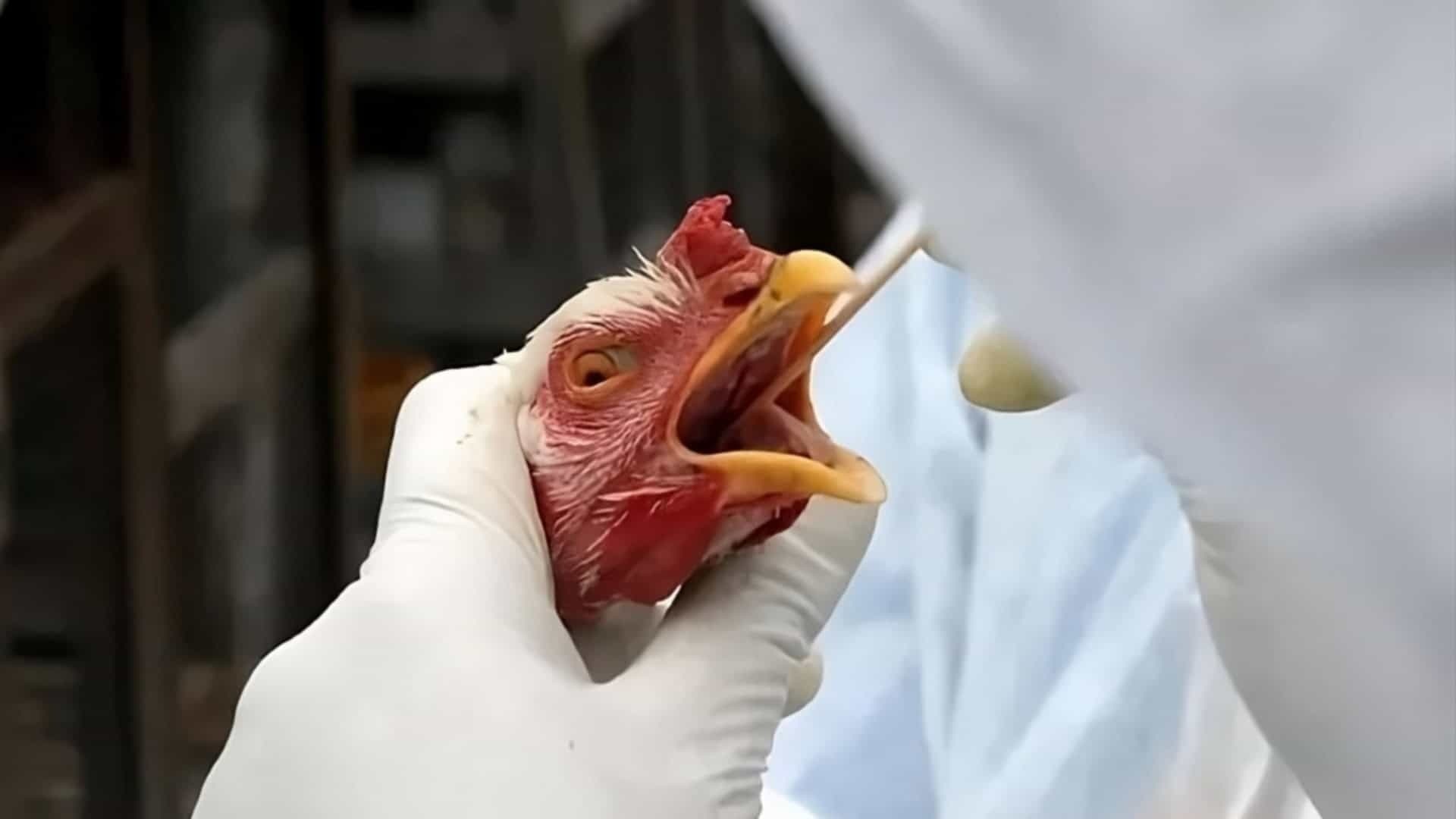 Coleta de amostra em galinhas que apresentaram sintomas de gripe aviária