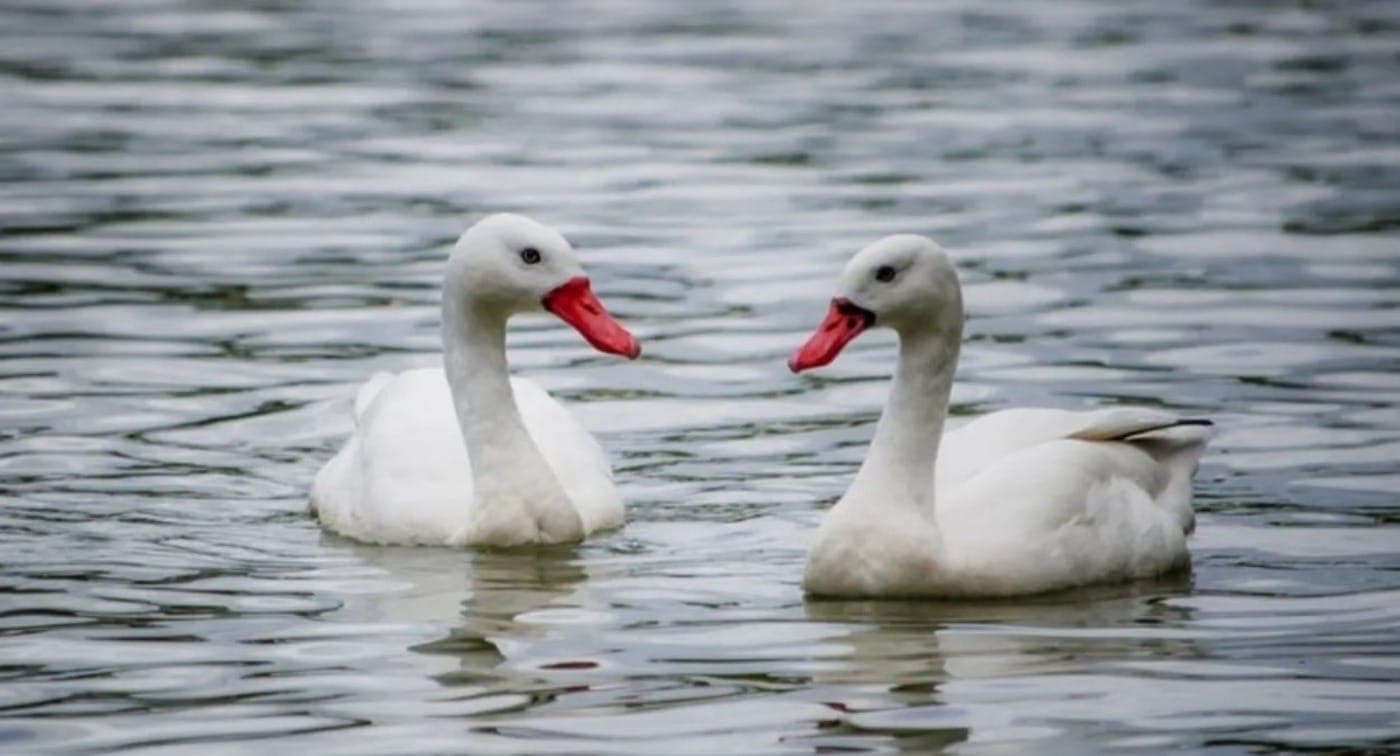 Patos e cisnes foram contaminados por H5N1