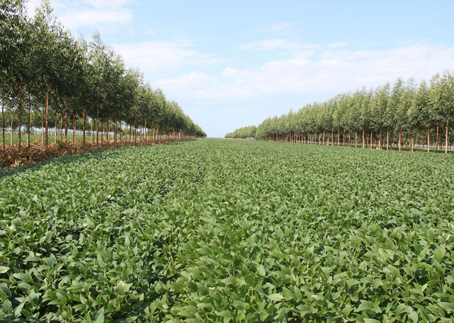 Clima pode impactar a produção agrícola em outubro