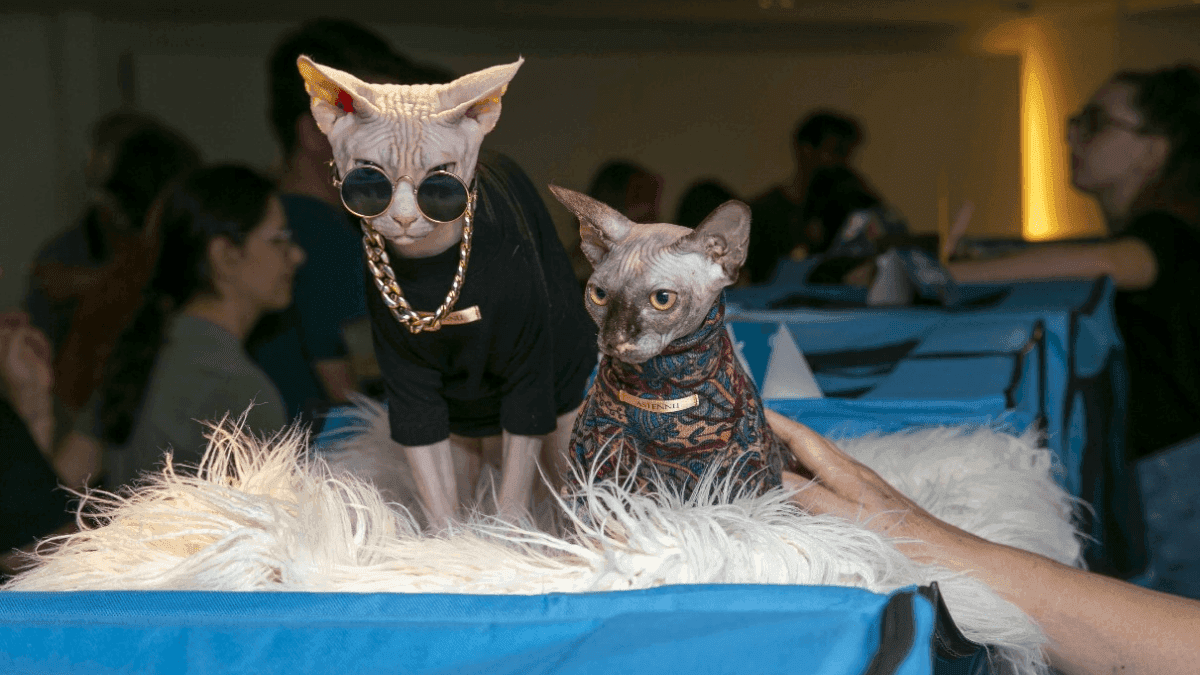 A mostra gratuita reúne mais de 10 raças diferentes de gatos