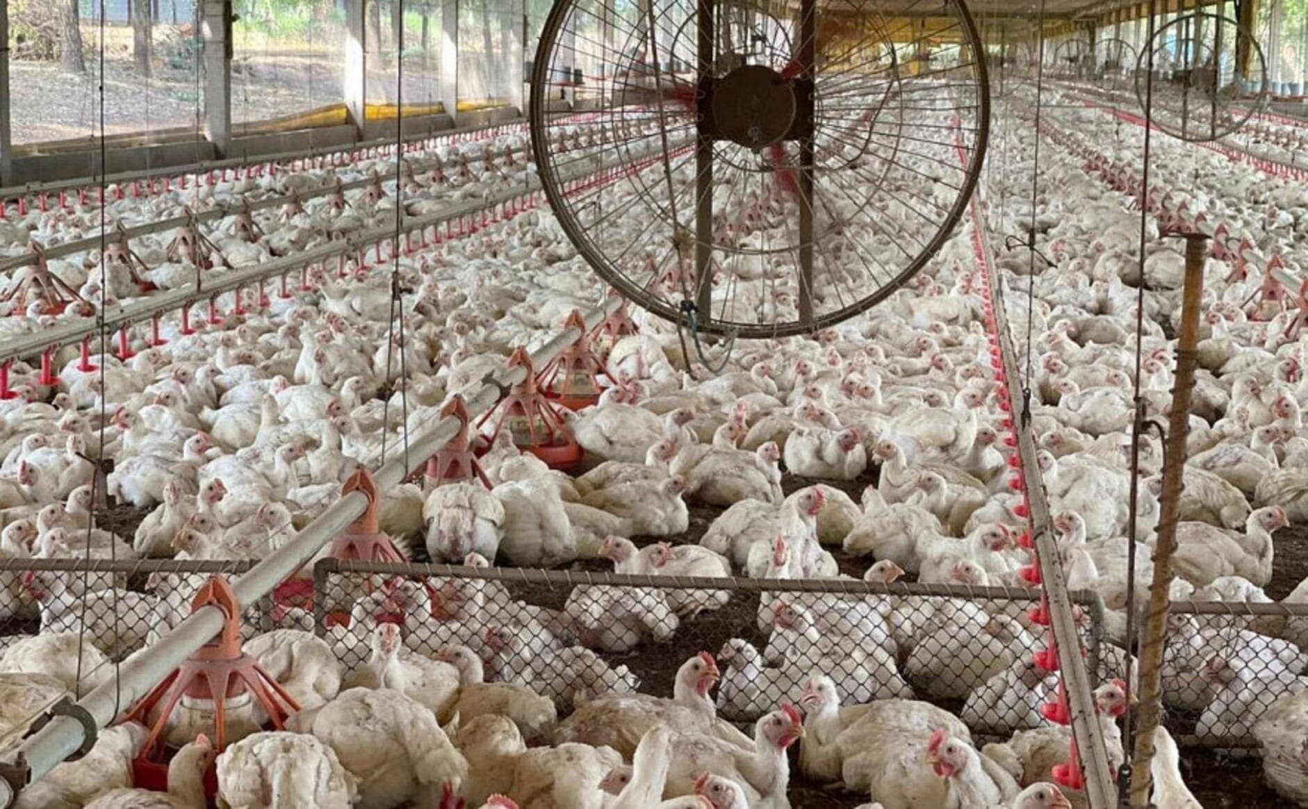 Gripe aviária tem sido registrada no Brasil desde maio