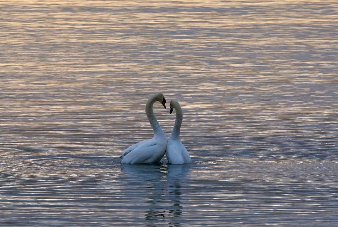 O amor está no ar: o que cada signo quer ganhar no dia dos namorados