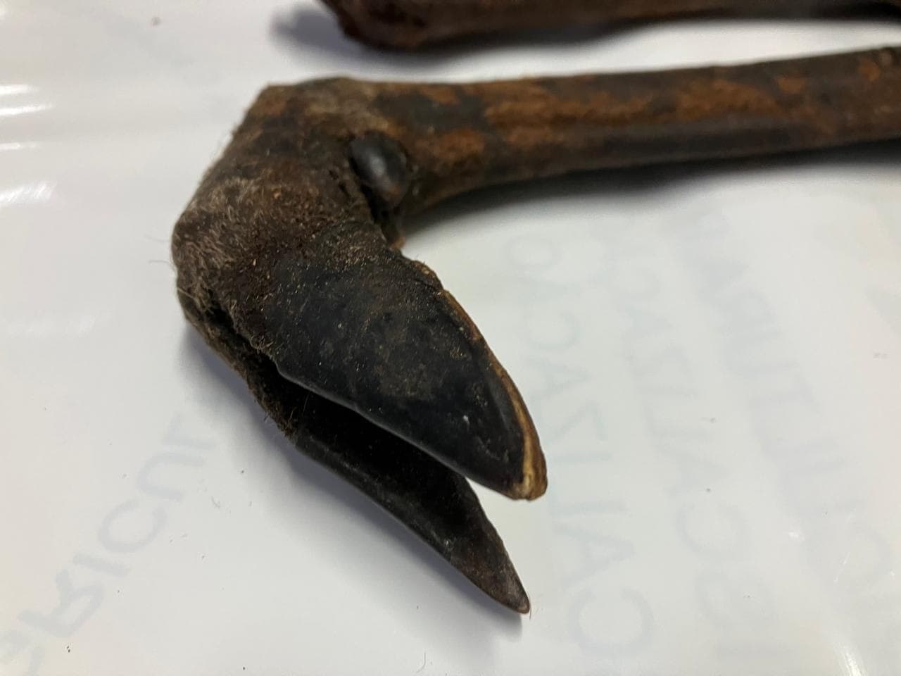 Patas de casco fendido foram localizadas em mala no aeroporto