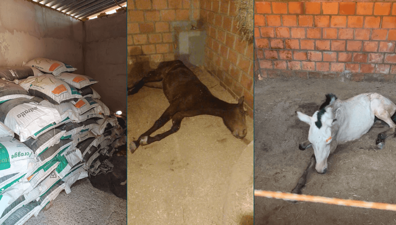 Animais que não morreram apresentam sinais de doença