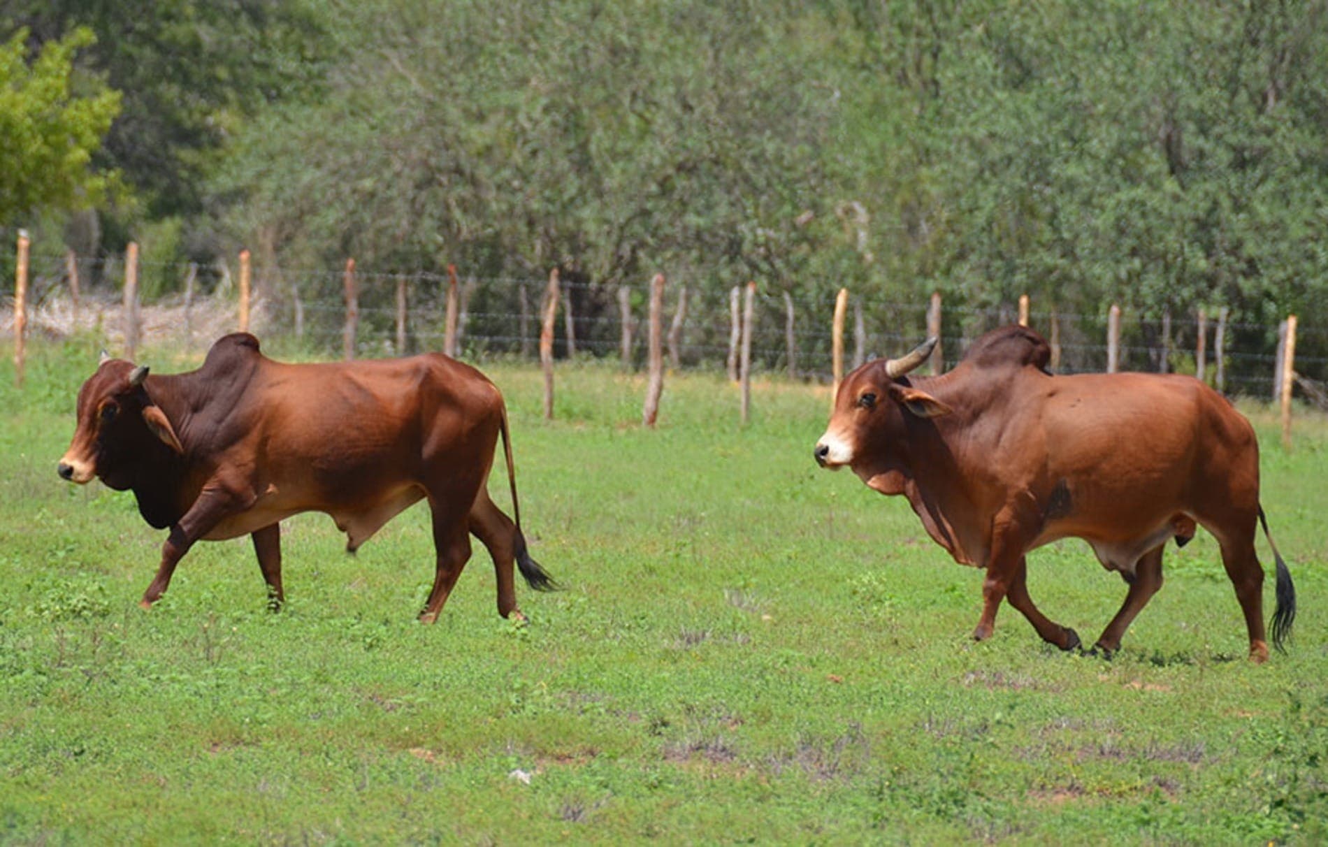 Gado Sindi é altamente resistente às condições do semiárido