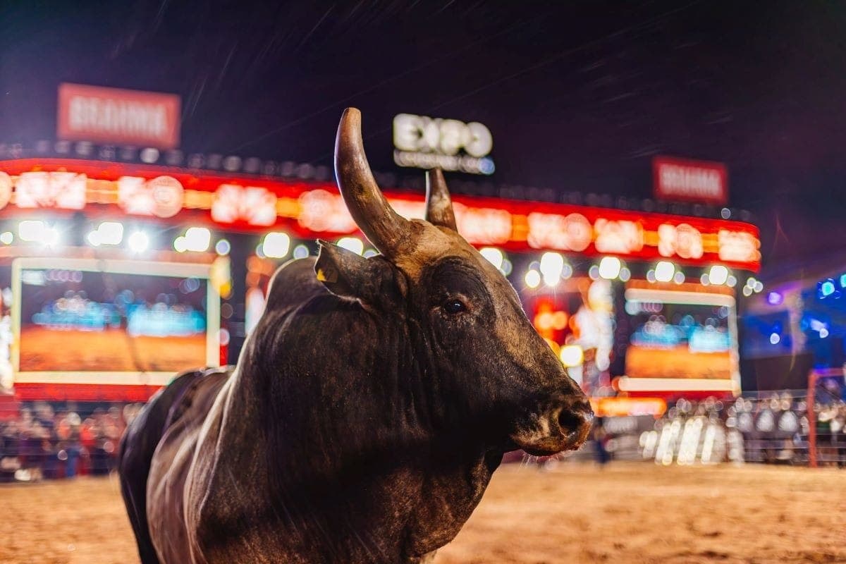 Proposta prevê regulamentação de rodeios com animais na cidade