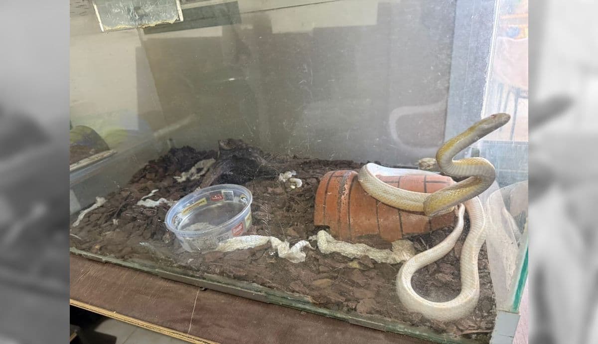 Serpente foi apreendida