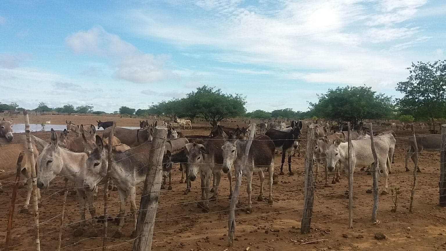 Em laboratório, cientistas poderão produzir colágeno de jumento