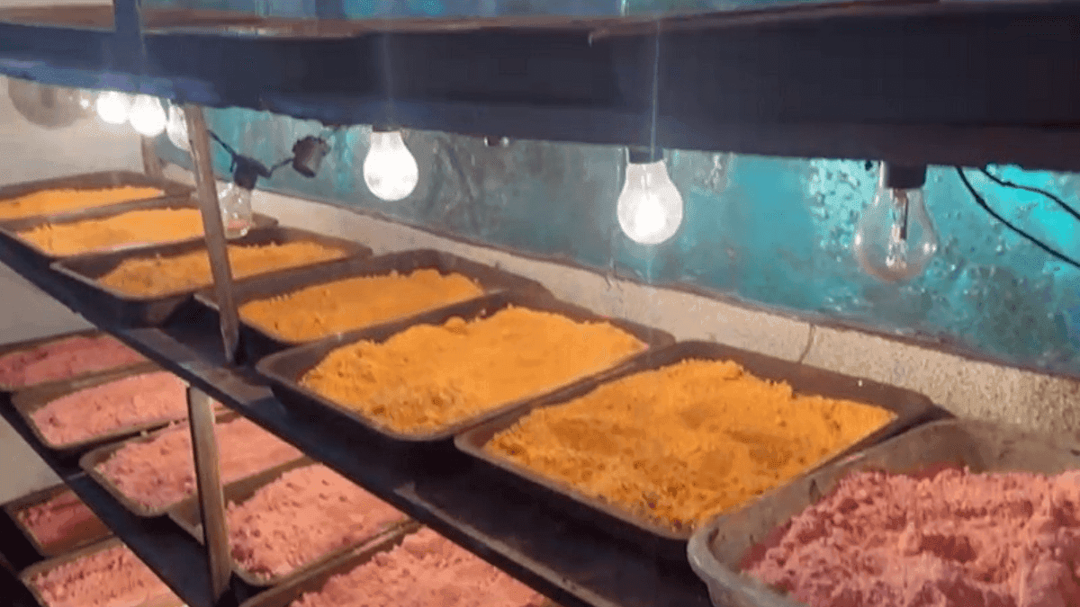 ‘Químico’ é preso em laboratório de drogas sintéticas no Guarujá (SP)