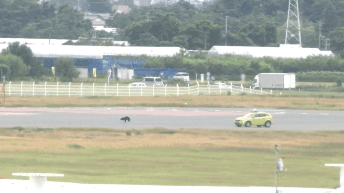 Voos são cancelados após urso invadir pista em aeroporto no Japão