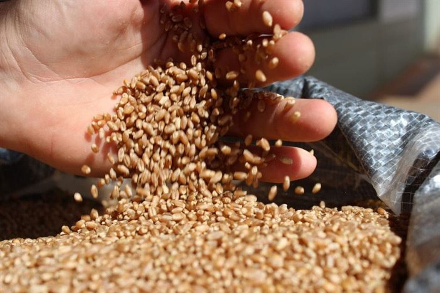 Chuvas comprometem a produção de trigo no RS