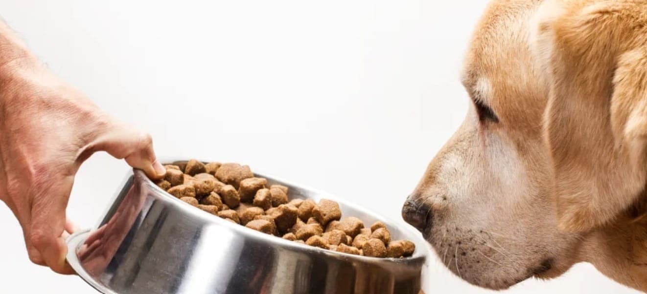 Pet com seletividade alimentar: saiba como resolver!