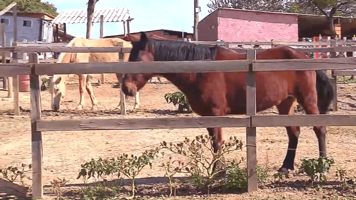 Mais nove cavalos morrem após consumirem ração contaminada em São Paulo