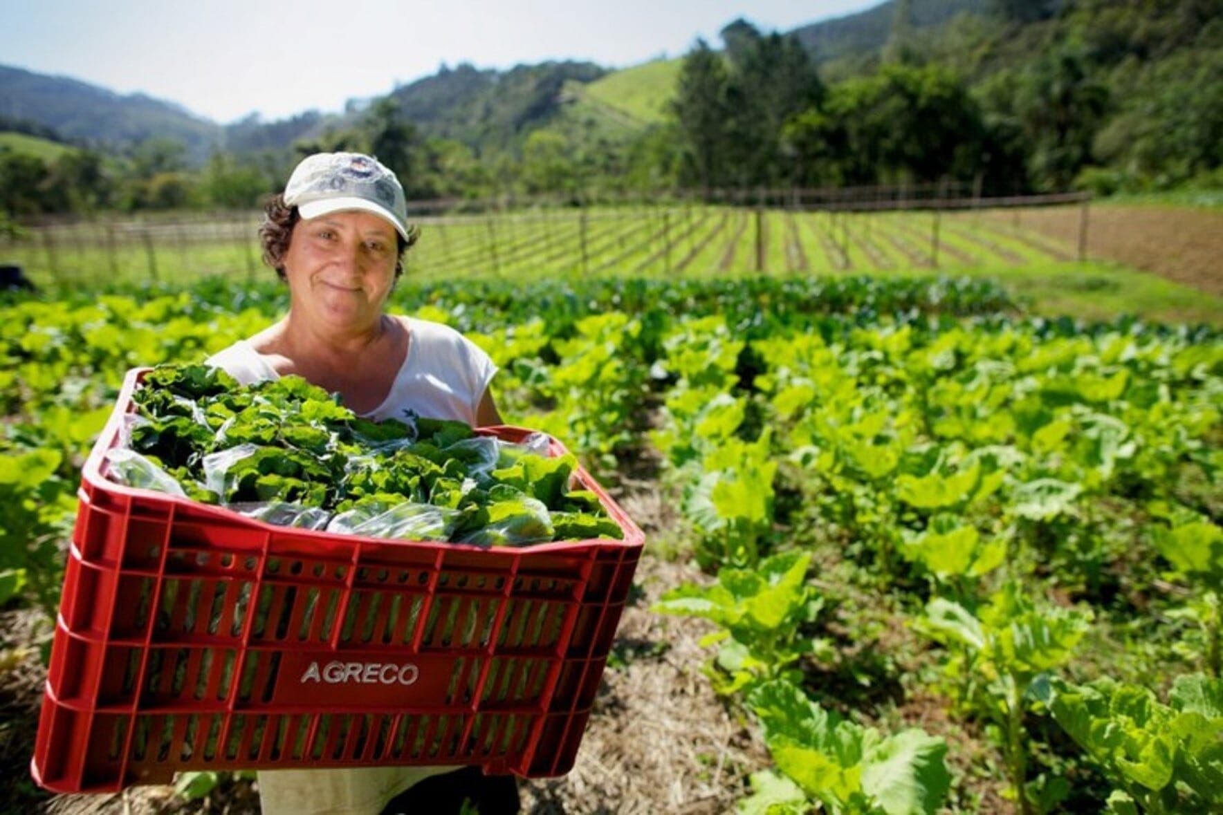 Projeto prevê aposentadoria para mulheres que trabalham no campo