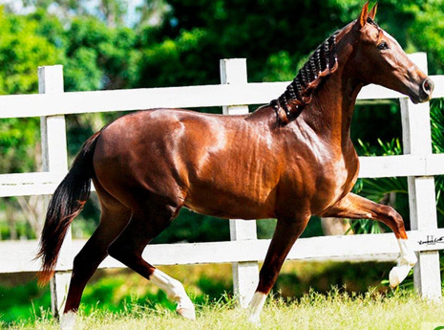 Cavalo mangalarga de R$ 12 milhões teria morrido após consumir ração