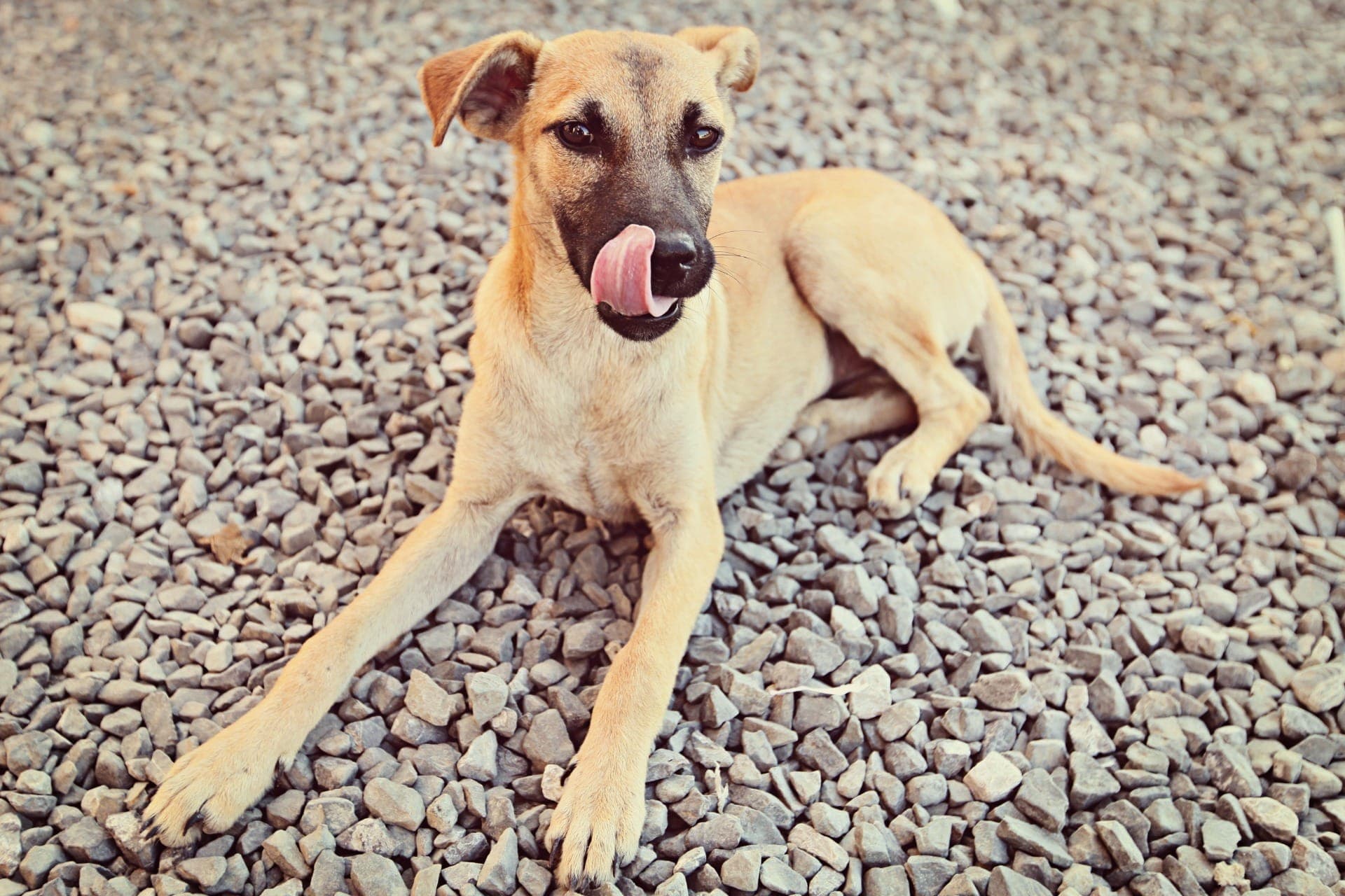 Animais sem raça definida são os preferidos dos brasileiros