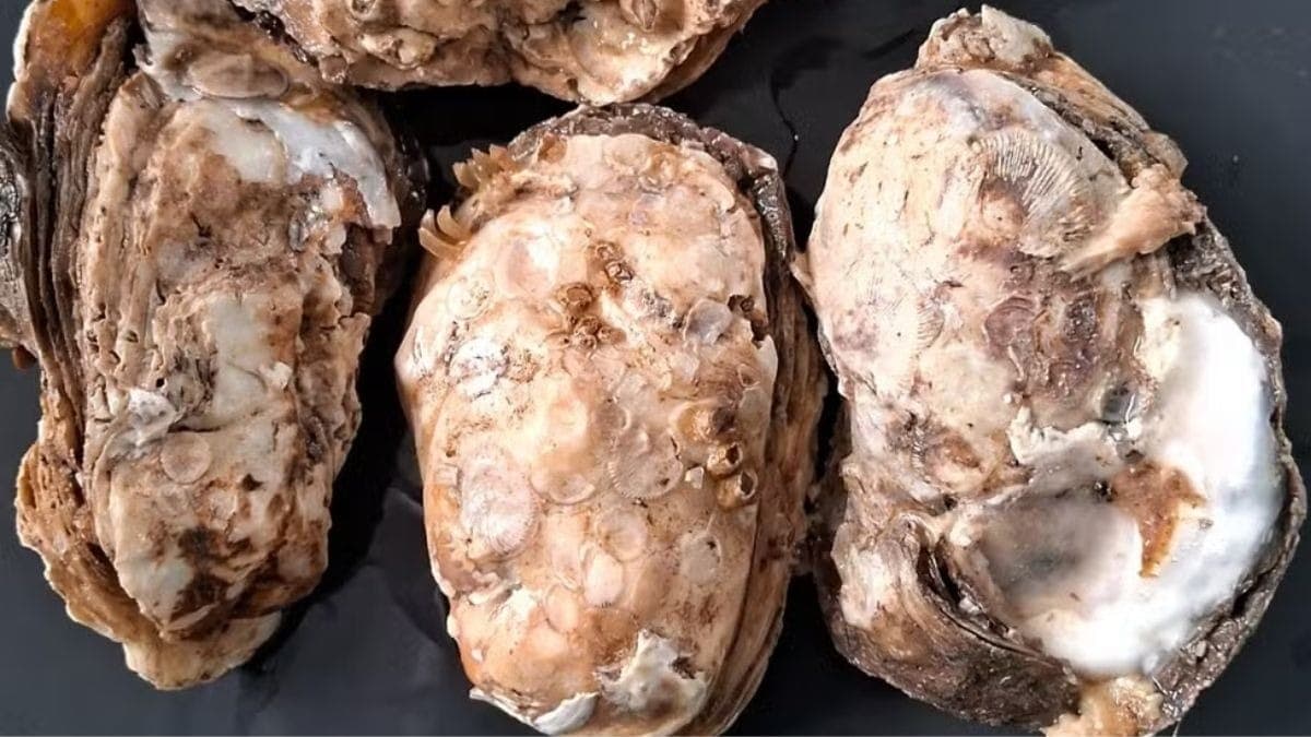 Ostras vendidas no Brasil podem acumulam arsênio e carregar bactérias resistentes a antibióticos, aponta estudo da USP