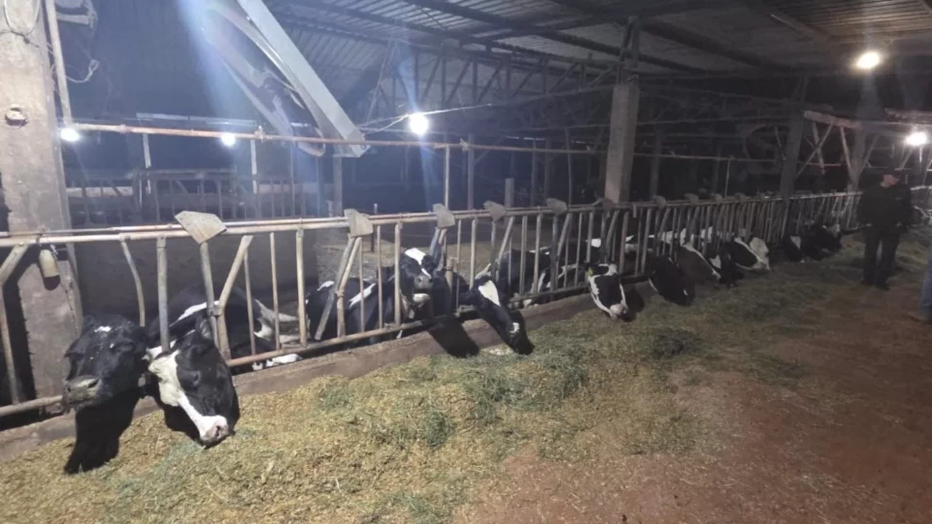 Vacas morreram eletrocutadas após um animal brincar com tomada