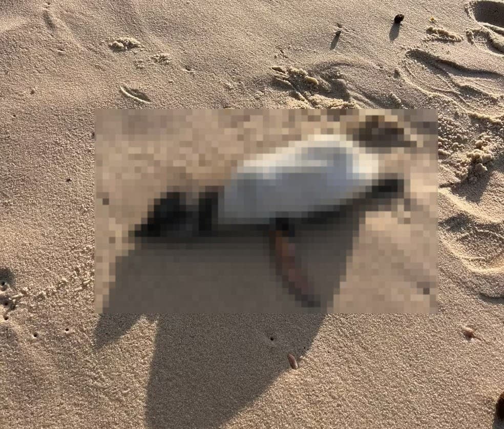 Quatro pinguins foram encontrados mortos nesta sexta-feira